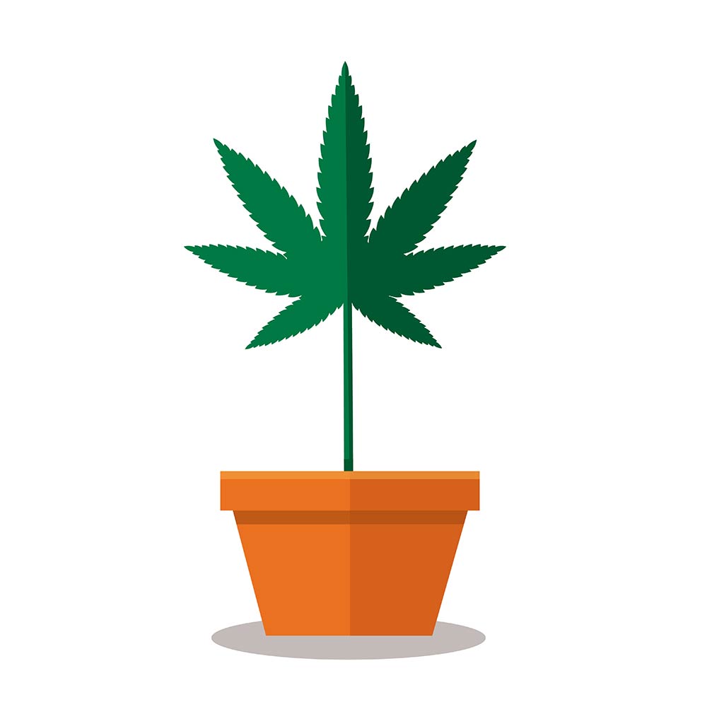 Los usuarios de cannabis tienen un riesgo 'mucho mayor' de desarrollar problemas de salud mental